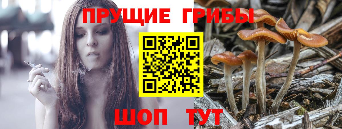 купить закладку  Вход с VPN  Новоалександровск  Псилоцибиновые грибы GOLDEN TEACHER 